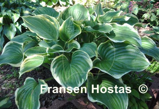 Hosta Field of Fire